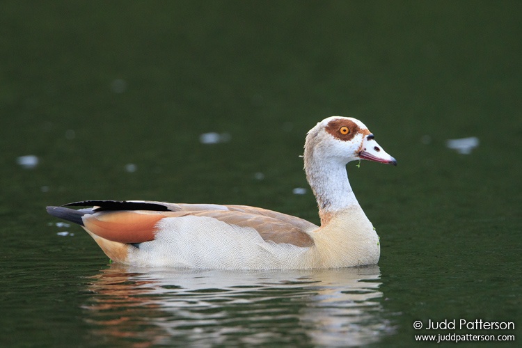 Egyptian Goose, Palm Beach County, Florida, United States